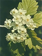 dottorbianchi-220260707210038185149